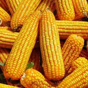 Sewasew | Maize (በቆሎ)
