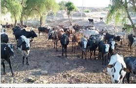 Sewasew | Begayt cattle (ቤጋይት ከብቶች)