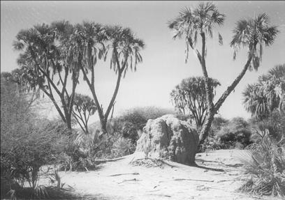 Sewasew | Doum palm