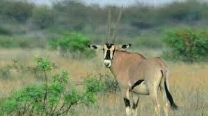 Sewasew Moyale Woreda (ሞያሌ ወረዳ)